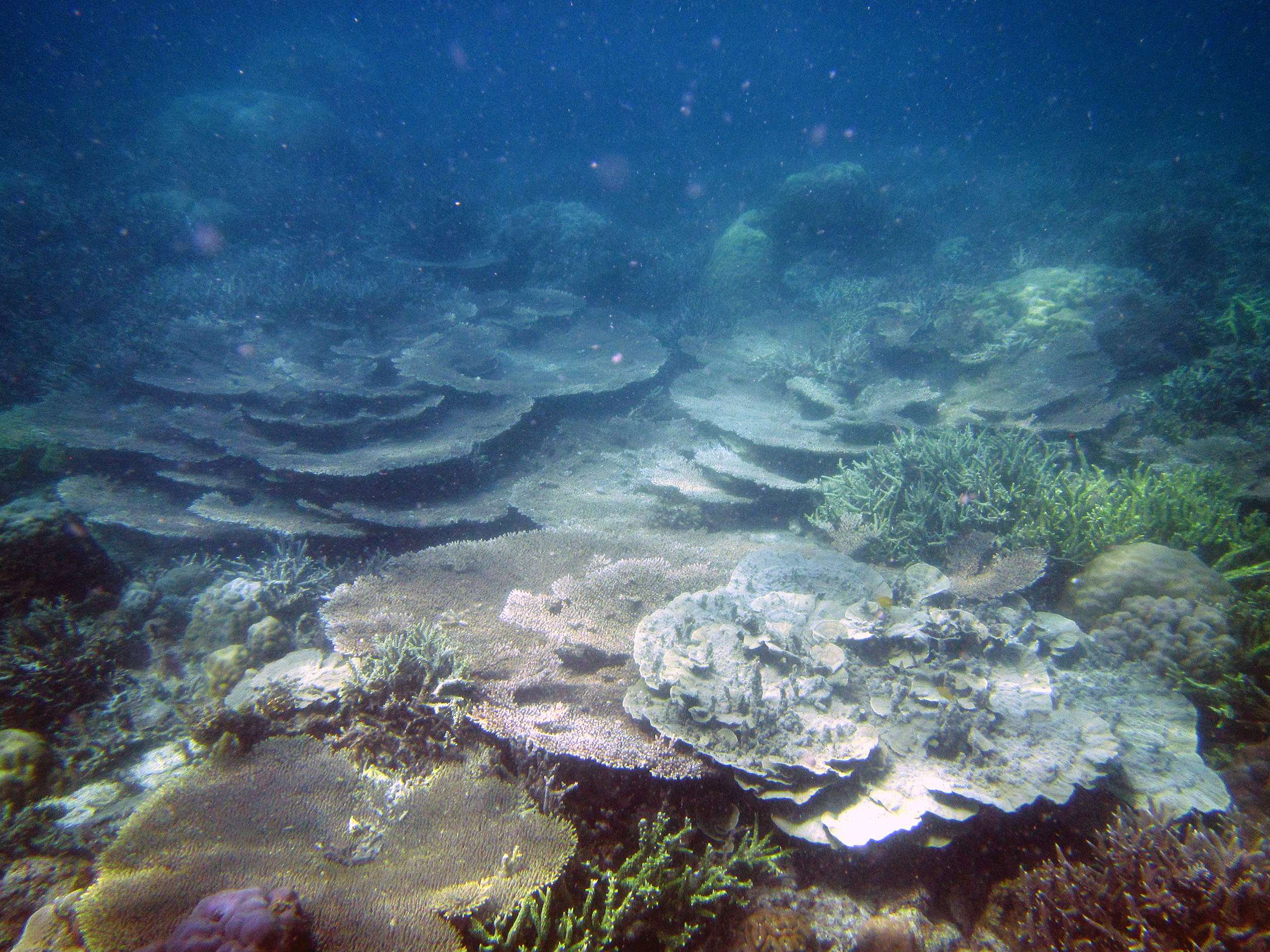 snorkeling Palawan Philippines