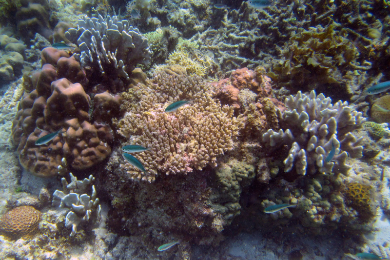 snorkeling Palawan Philippines