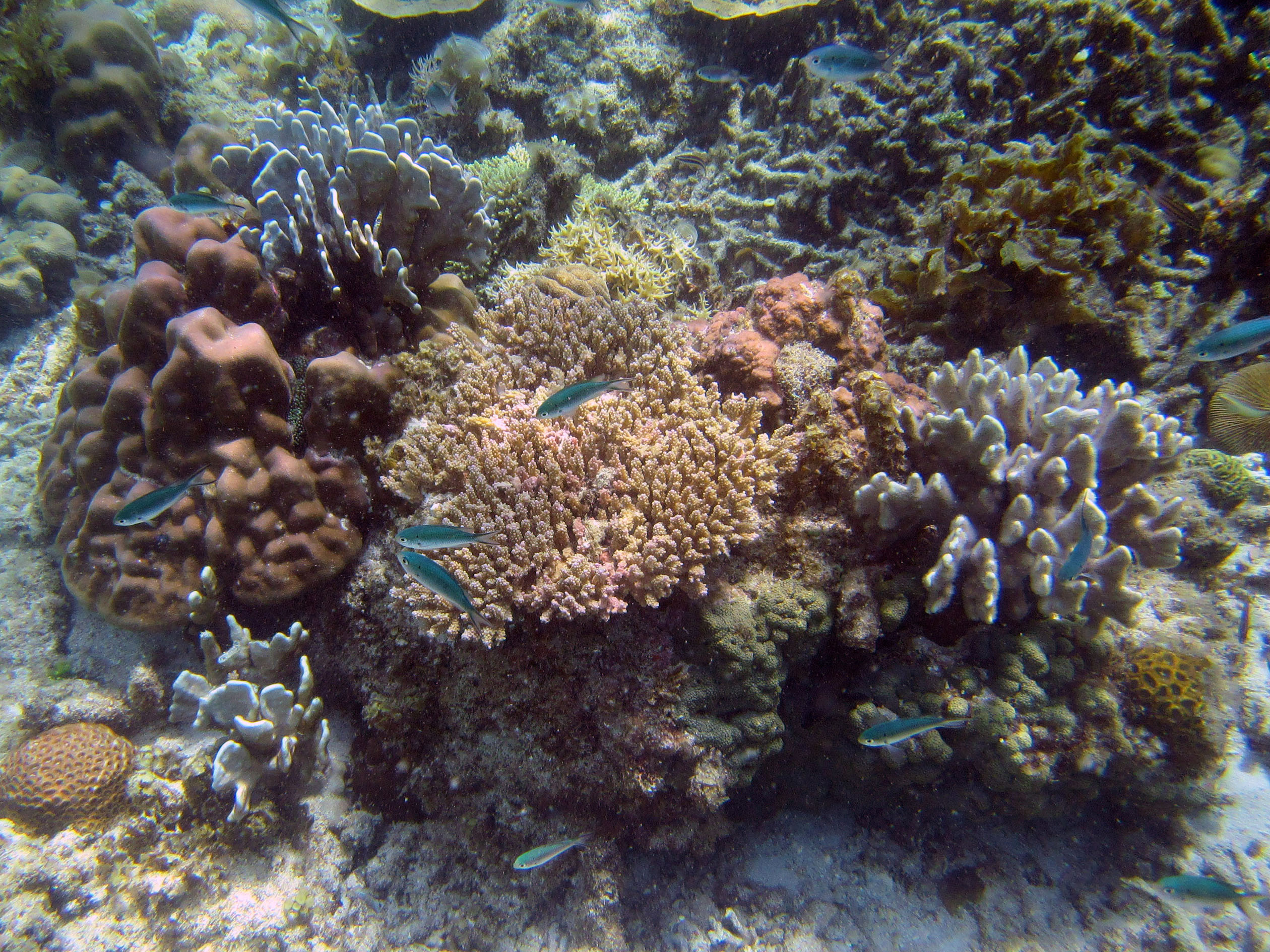 snorkeling Palawan Philippines