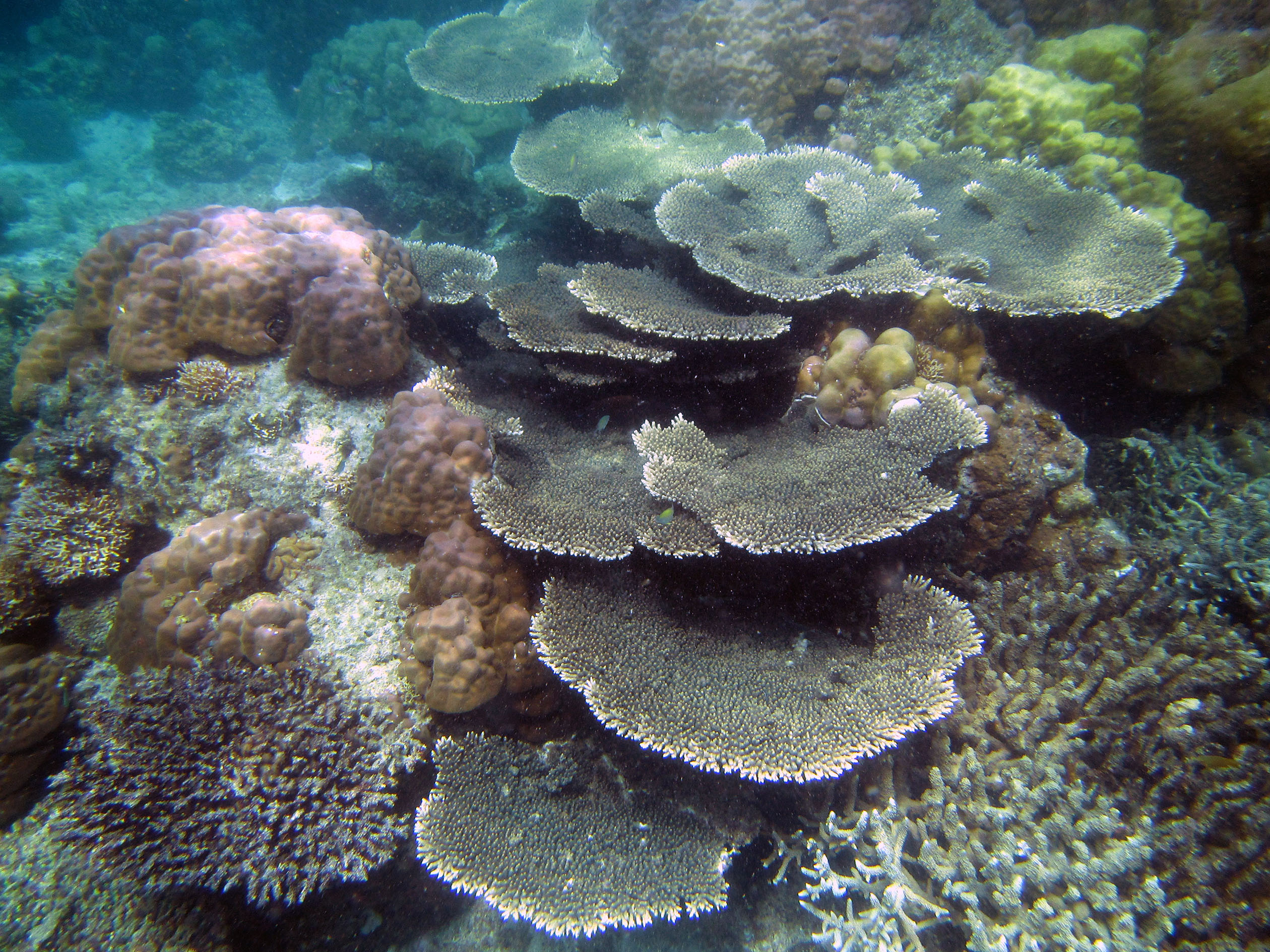 snorkeling Palawan Philippines