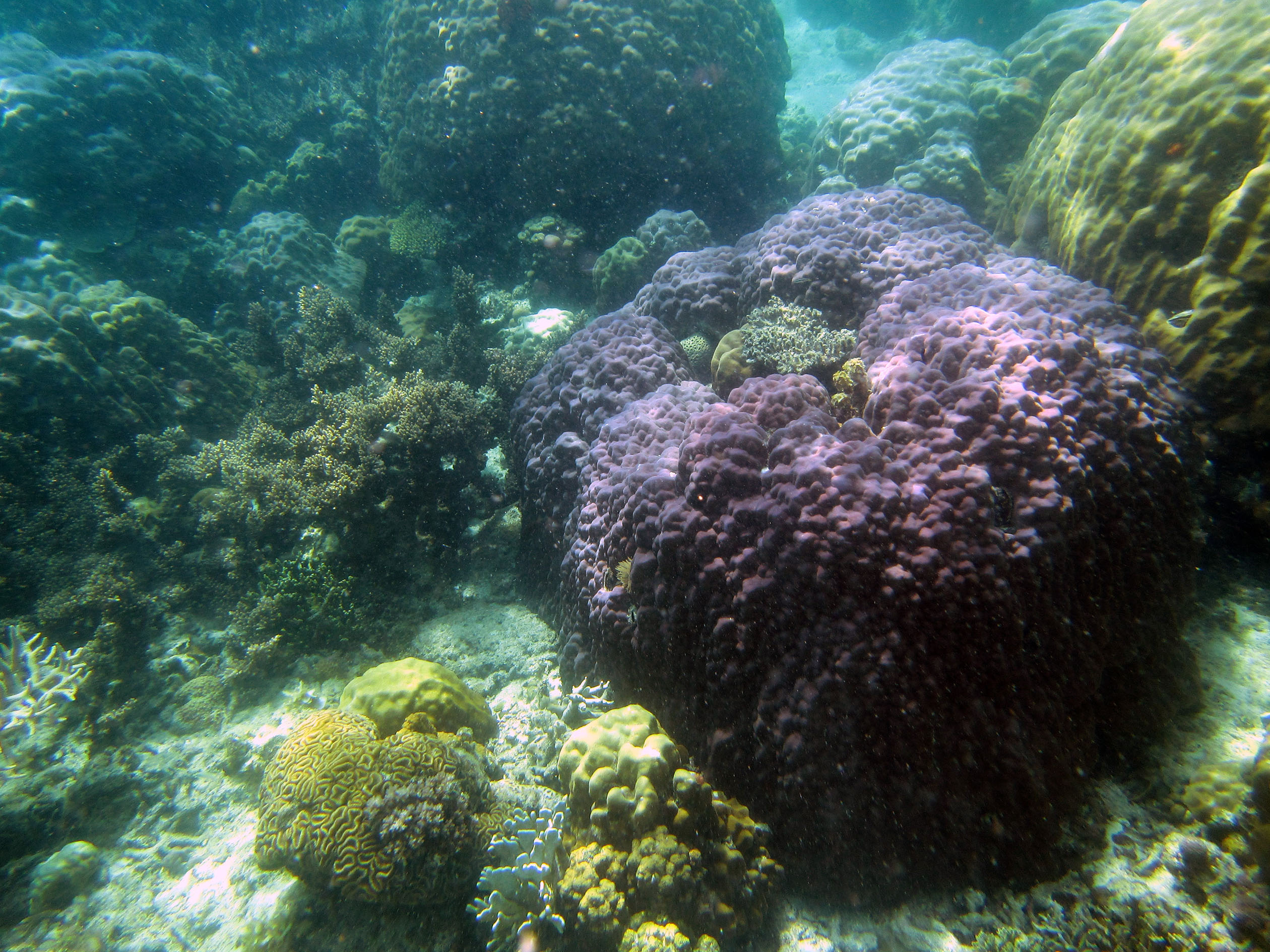 snorkeling Palawan Philippines