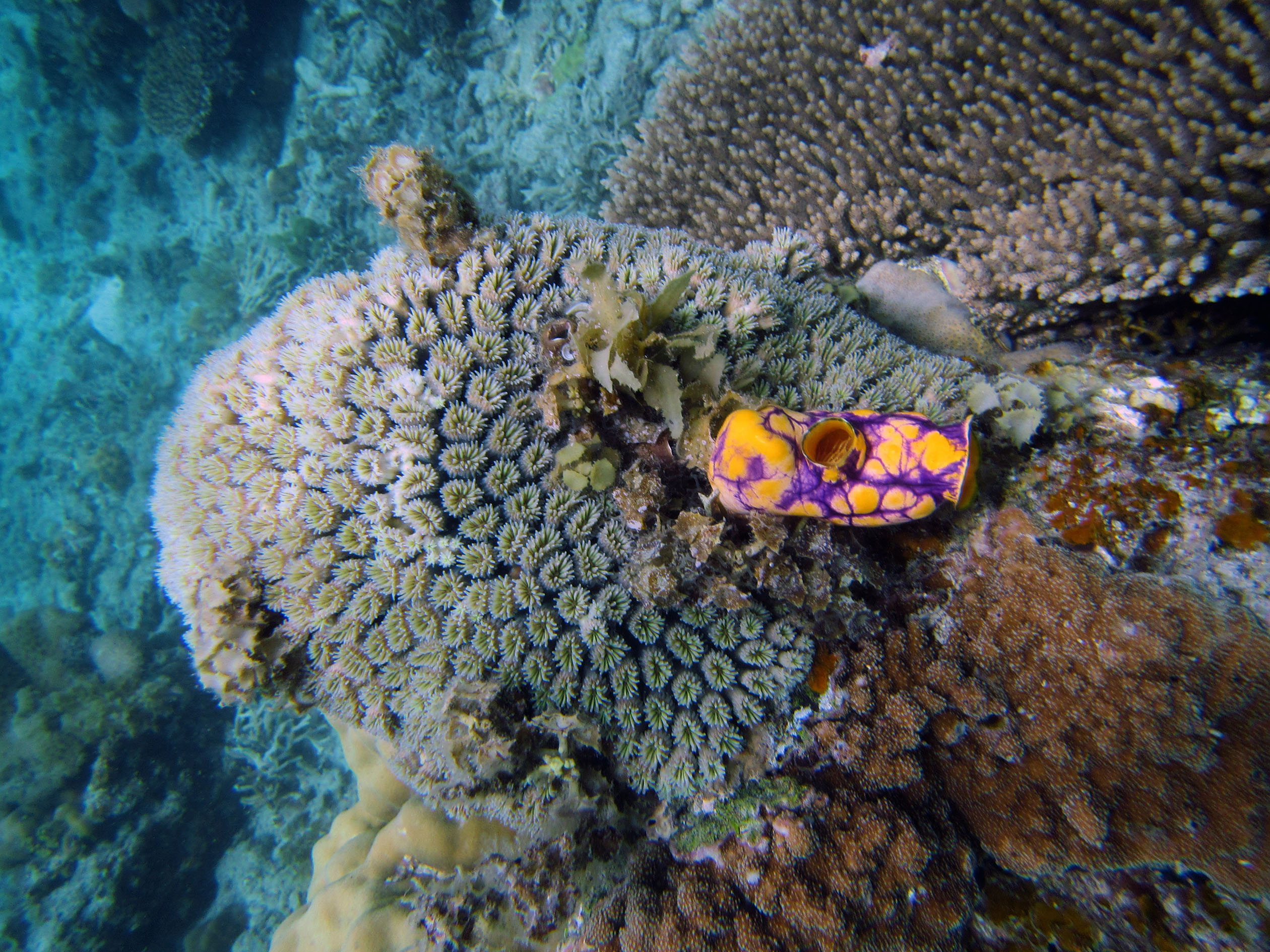 snorkeling Palawan Philippines