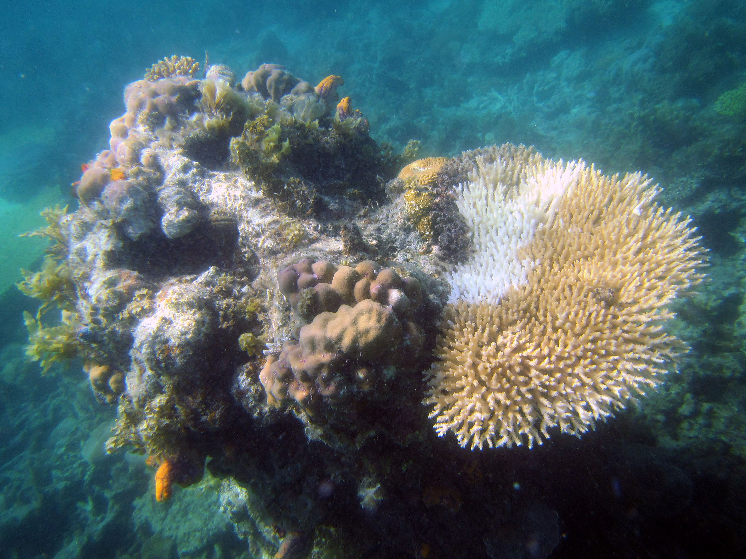 snorkeling Palawan Philippines