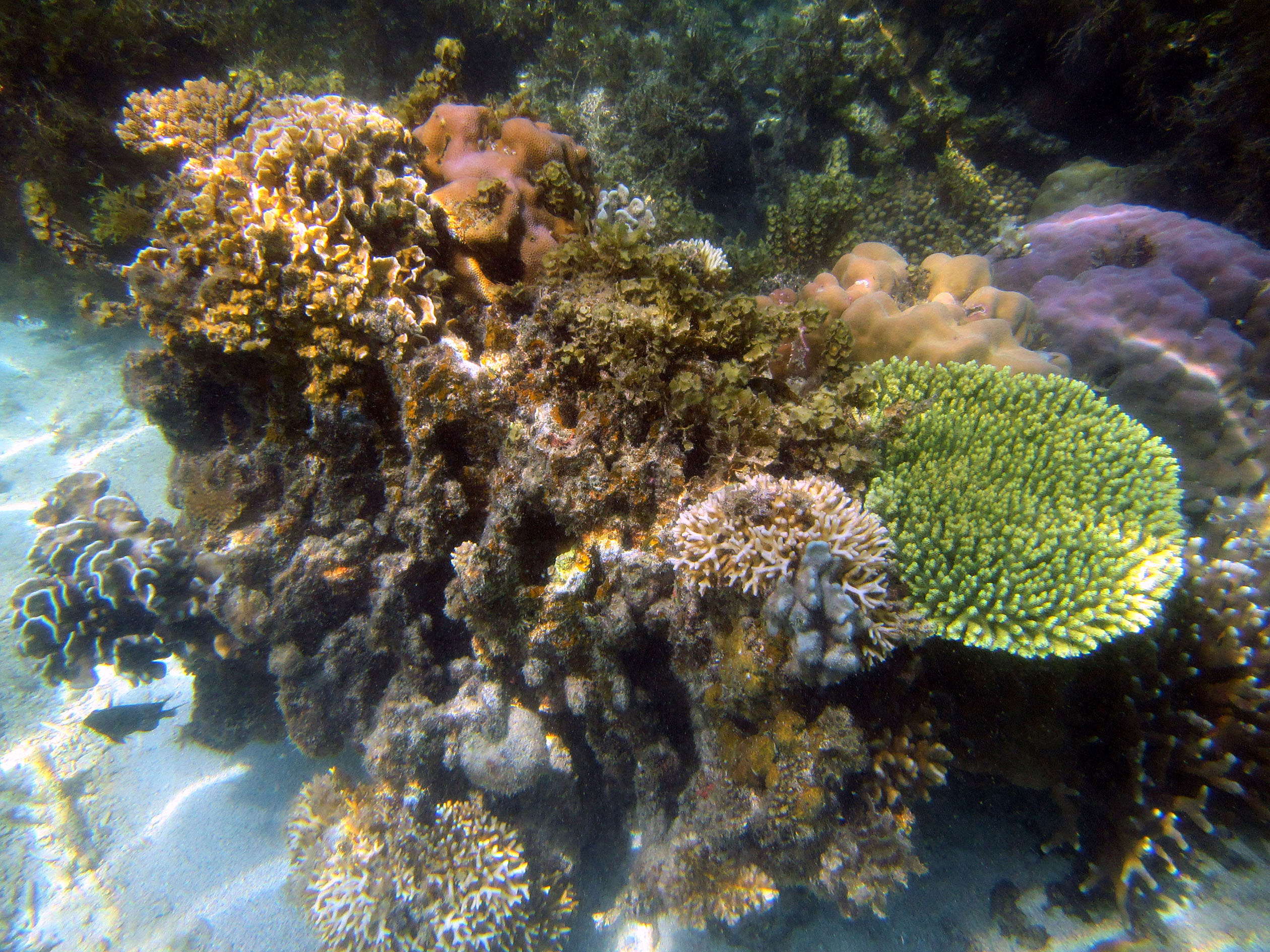 snorkeling Palawan Philippines