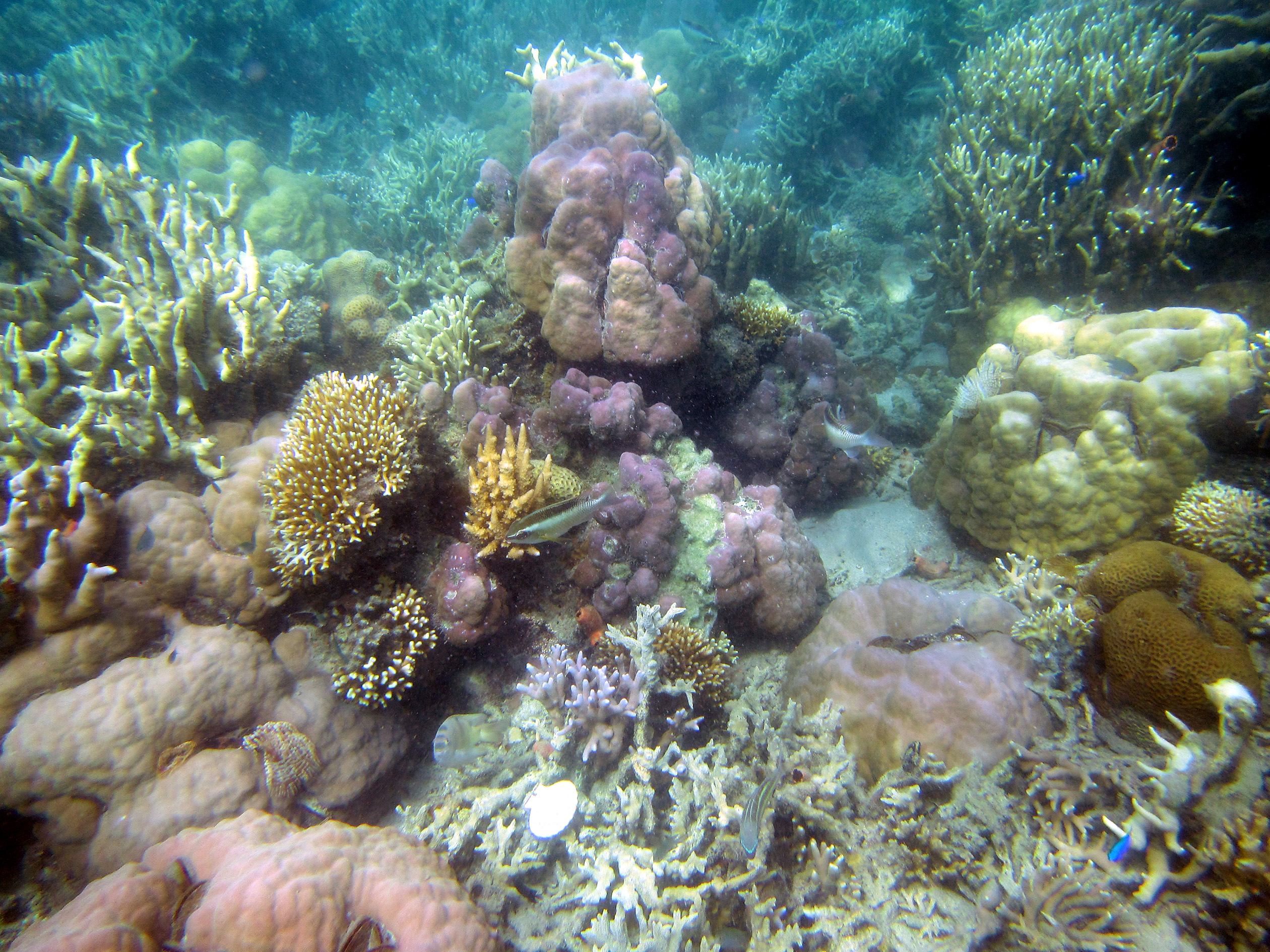 snorkeling Busuanga Island Philippines
