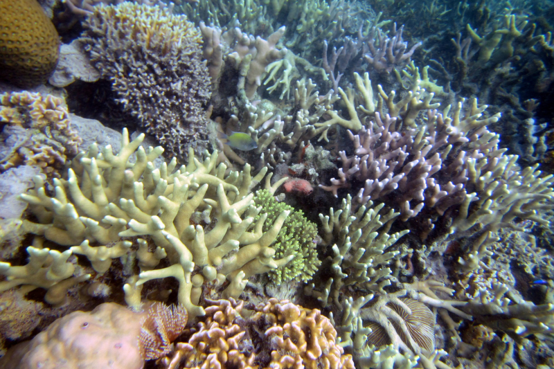 snorkeling Busuanga island Philippines