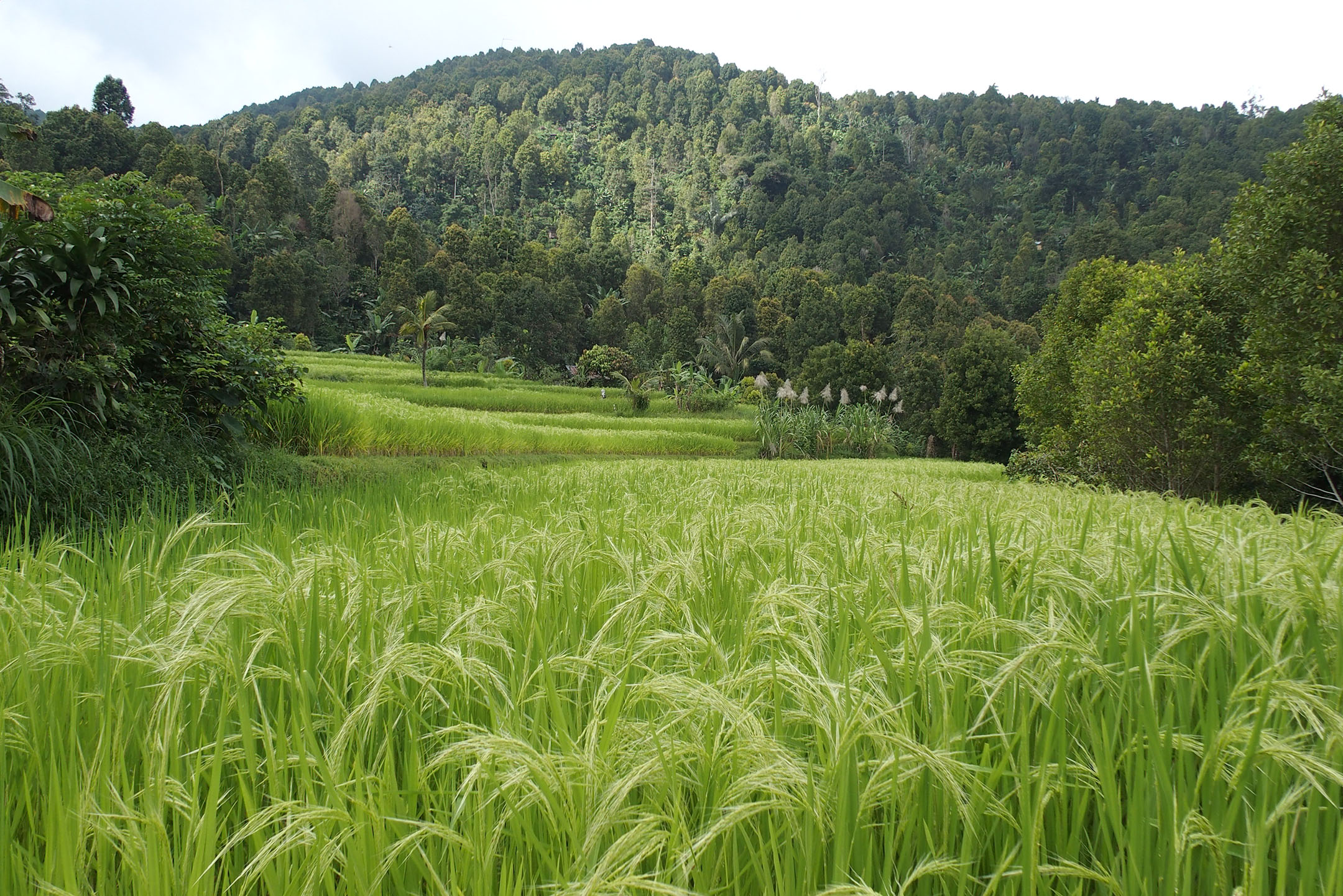 Munduk, Bali hike