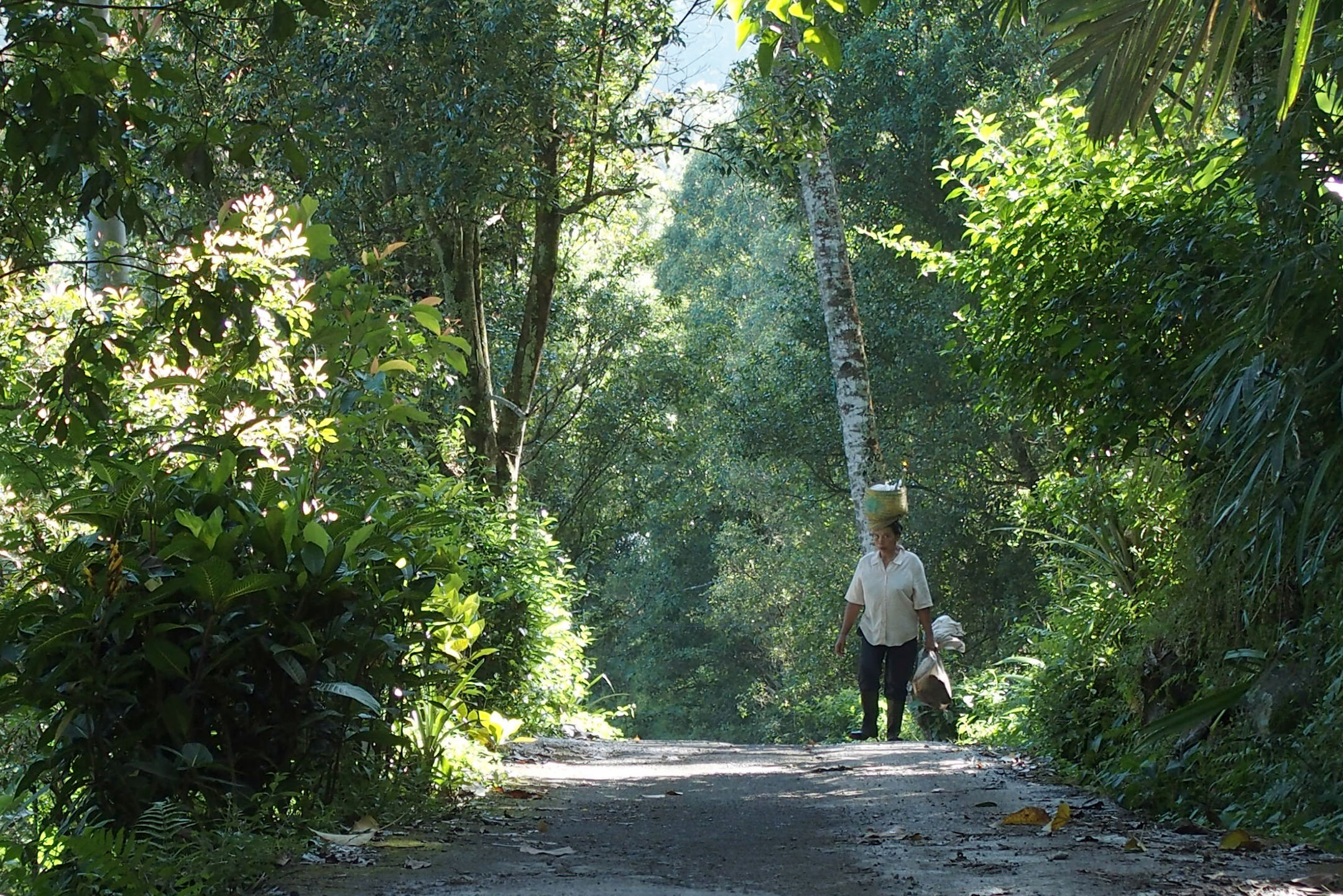 Munduk, Bali hike