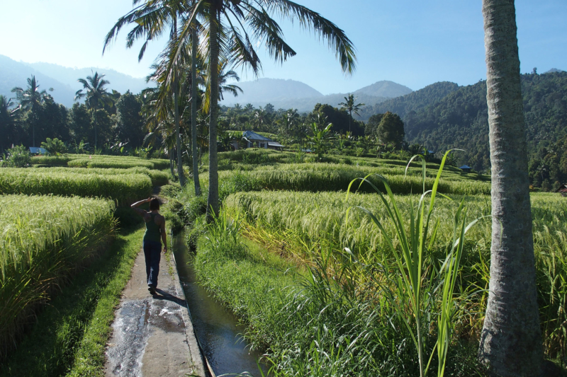 Munduk, Bali hike