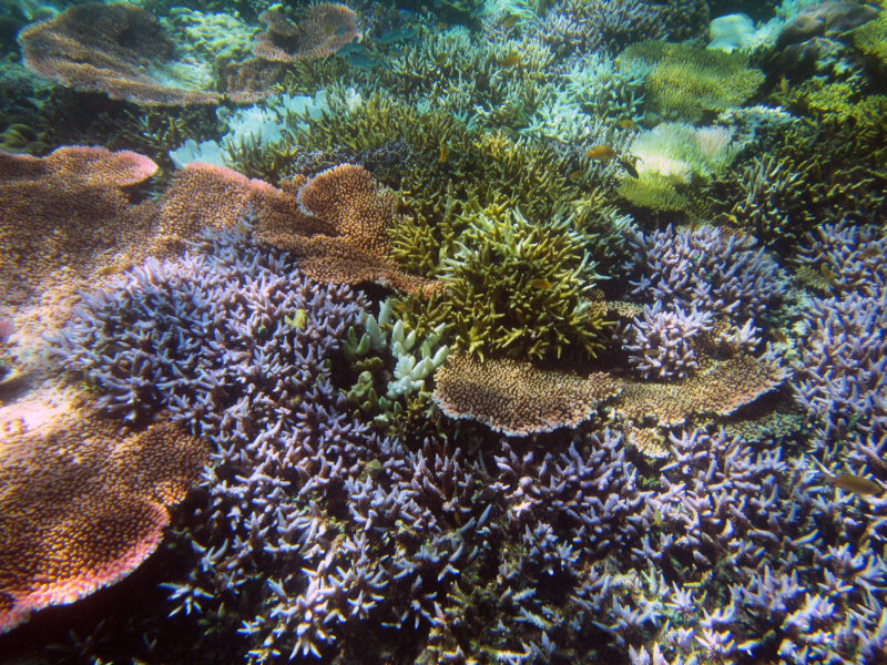 Pemuteran Bali snorkeling reef