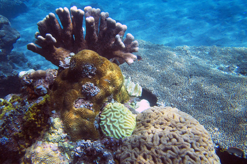 Amed Bali reef snorkeling