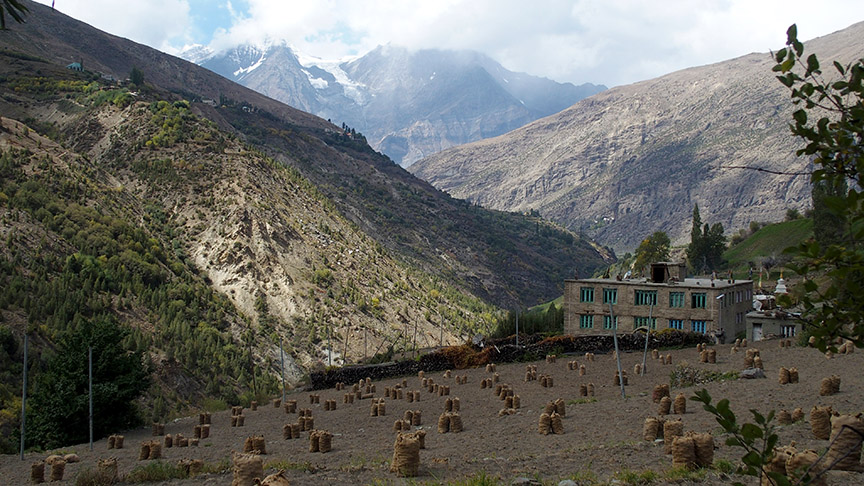 Keylong Lahaul India hike harvest