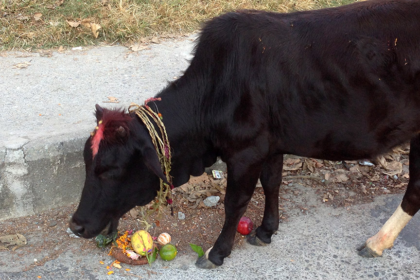 Pokhara Nepal deepawali