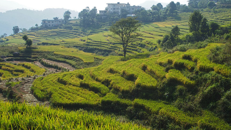 Nepal rice fields misty hills