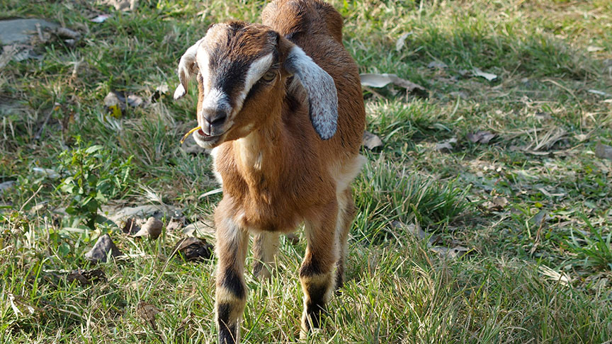 Nepal day hike goats animals