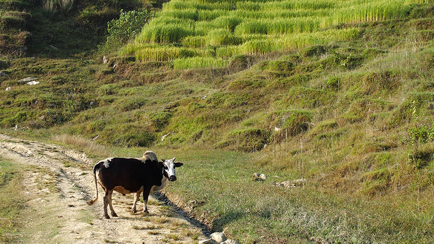 Nepal day hike village