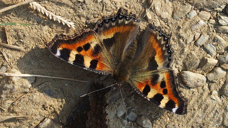 Nepal day hike animals