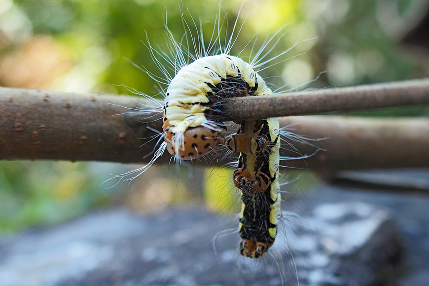 Nepal wildlife day hike