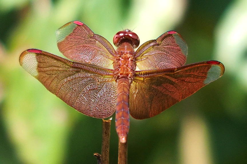 Nepal day hike wildlife