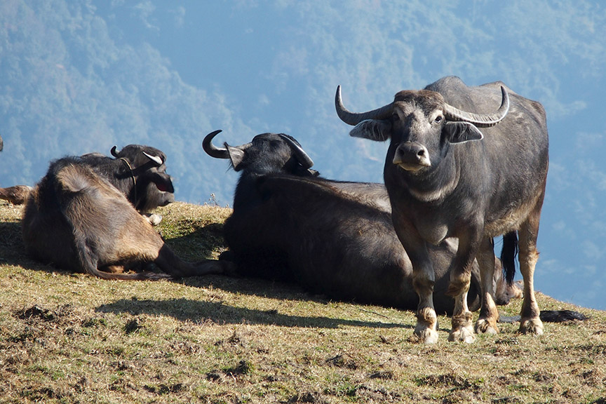 Nepal Himalayas